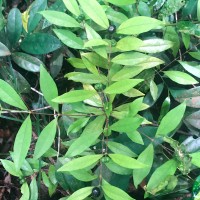 Coffea travancorensis Wight & Arn.